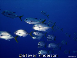 This photo of Horseeye Jacks was taken at Runway off the ... by Steven Anderson 